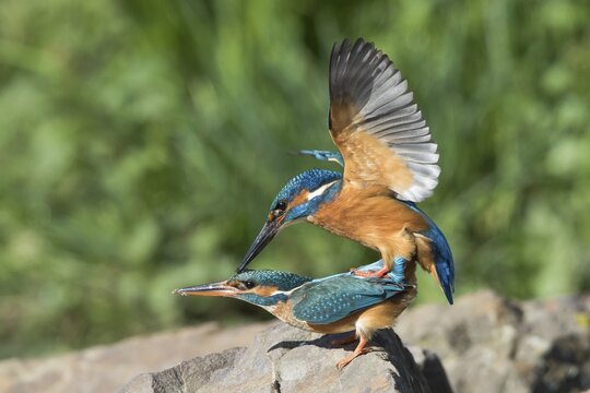 Kingfishers (Alcedo atthis) mating, Hesse, Germany