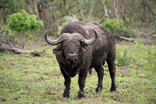 Cape buffalo (Syncerus caffer), adult watchful, Hluhluwe Umfolozi National Park, Hluhluwe iMfolozi National Park, KwaZulu Natal, South Africa