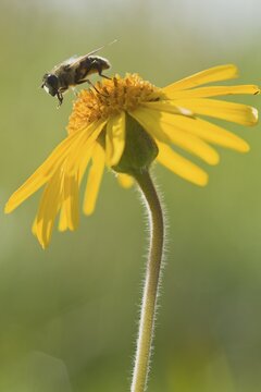 Hoverfly on Wolf's bane, Mountain arnica (Arnica montana)