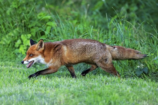 Red Fox (Vulpes vulpes), adult, stalking, Surrey, England, United Kingdom