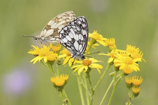 Two marbled whites (Melanargia galathea) on St John's wort (Hypericum perforatum), mating, Hesse, Germany