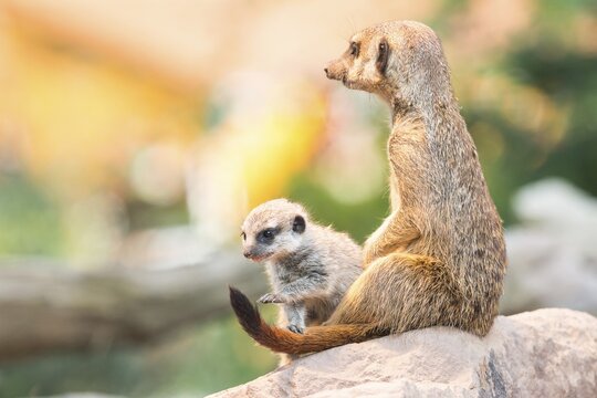 Meerkat (Suricata suricatta) with young, captive, North Hesse, Hesse, Germany