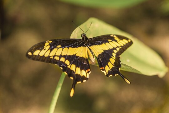 King Swallowtail or Thoas Swallowtail  (Papilio thoas), butterfly house, botanical garden, Munich, Upper Bavaria, Bavaria, Germany