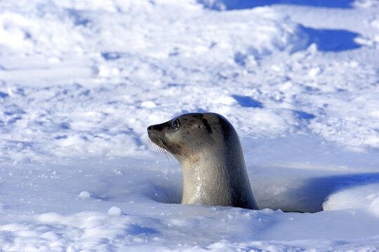 Harp Seal or Saddleback Seal (Pagophilus groenlandicus, Phoca groenlandica), adult female, looking out of breathing hole or aglu, Magdalen Islands, Gulf of Saint Lawrence, Quebec, Canada