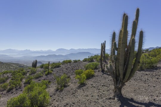 View from a mountain pass onto the barren landscape with a Copao Cactus (Eulychnia acida Phil.), Combarbal&aacute;, Regi&oacute;n de Coquimbo, Chile