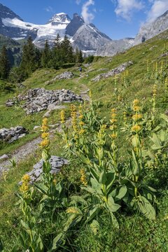 Hiking trail, Yellow Gentian (Gentiana lutea), Lauterbrunnen, Bernese Alps, Bernese Oberland, Switzerland
