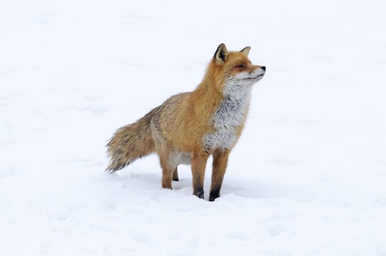Red fox (Vulpes vulpes), in rut