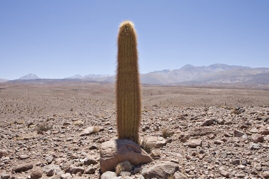 Giant Cardon Cactus (Echinopsis atacamensis), Valley of the Cacti, Regi&oacute;n de Antofagasta, Chile