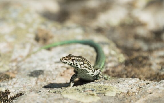 Tyrrhenian wall lizard (Podarcis Tiliguerta) on a stone, Corte, Haute-Corse, Corsica, France