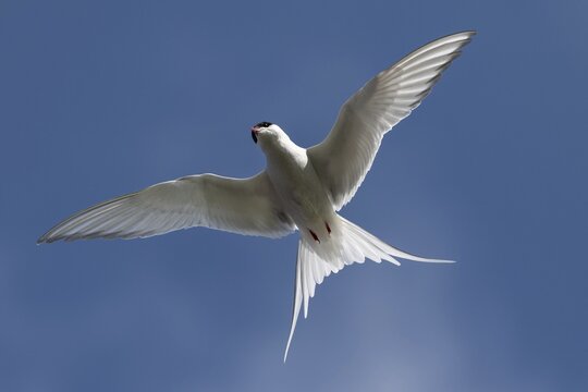 Arctic tern (Sterna paradisaea) in flight, Strandir, Westfjords, Iceland