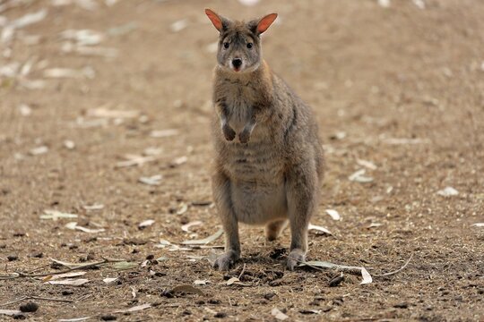 Red-necked pademelon (Thylogale thetis), adult, female, Cuddly Creek, South Australia, Australia