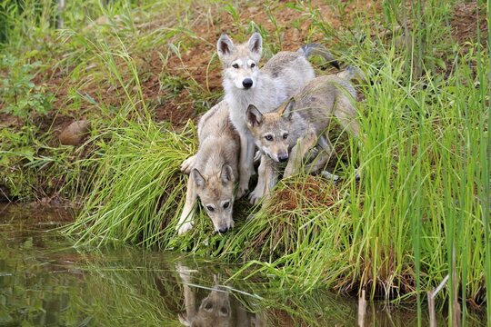 Gray wolves (Canis lupus), three young animals at the waterfront embankment, Pine County, Minnesota, USA
