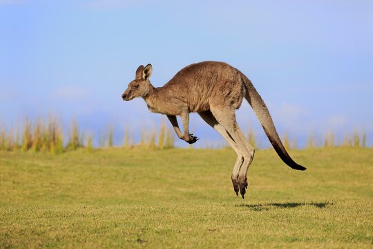 Eastern grey kangaroo (Macropus giganteus), adult, male jumps over green meadow, Maloney Beach, New South Wales, Australia