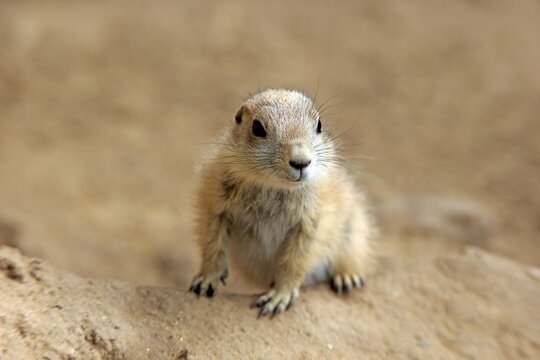 Black-tailed Prairie dog (Cynomys ludovicianus), young animal at burrow, Occurrence North America