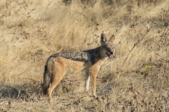 Black-backed jackal (Canis mesomelas) with prey guinea fowl, Etosha National Park, Namibia