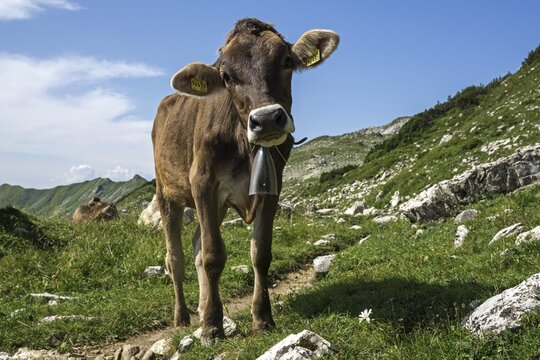 Cow on the pasture, near the Nebelhorn, Oberstdorf, Oberallg&auml;u, Allg&auml;u, Bavaria, Germany