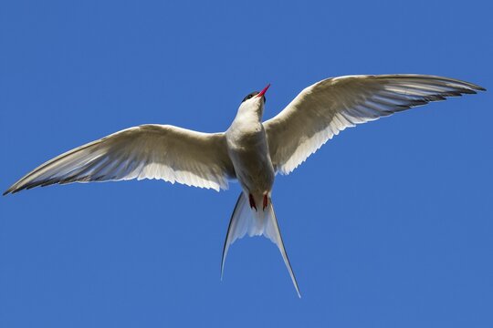 Arctic tern (Sterna paradisaea) in flight, peninsula Snaefellsnes, Iceland