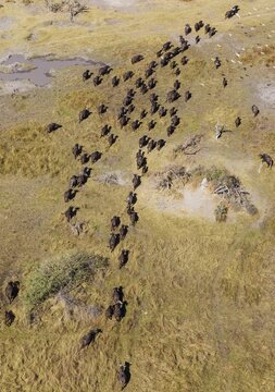 Cape Buffaloes (Syncerus caffer caffer), roaming herd, flying Cattle Egrets (Bubulcus ibis), Okavango Delta, Botswana