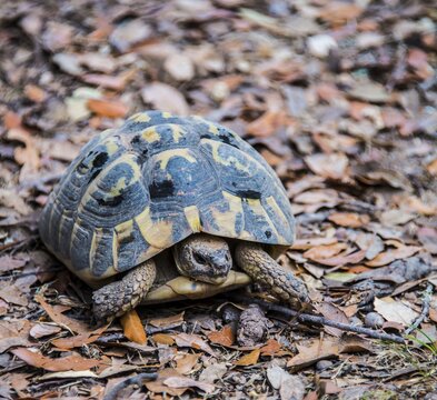 Hermann tortoise (Testudo hermanni), Corsica, France