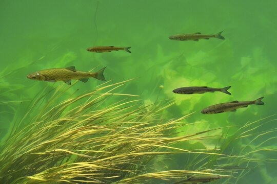 European Chub (Leuciscus cephalus), Krka river, Krka National Park, Croatia