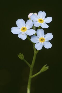 Water Forget-me-not or True Forget-me-not (Myosotis palustris)