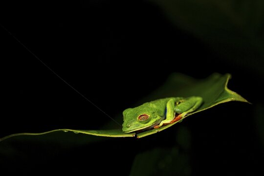 Red-eyed tree frog (Agalychnis callidryas) on a leaf, macro photograph, black background, Tortuguero National Park, Costa Rica