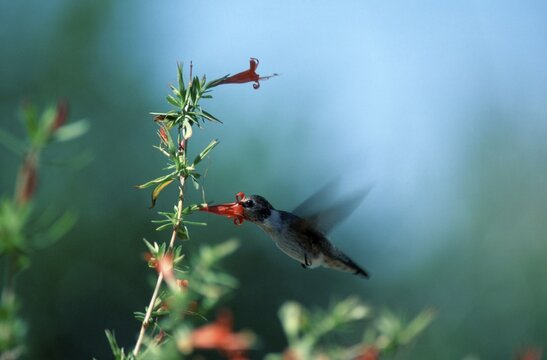 Anna's Hummingbird, female, Sonora desert, Arizona, USA / (Calypte anna)