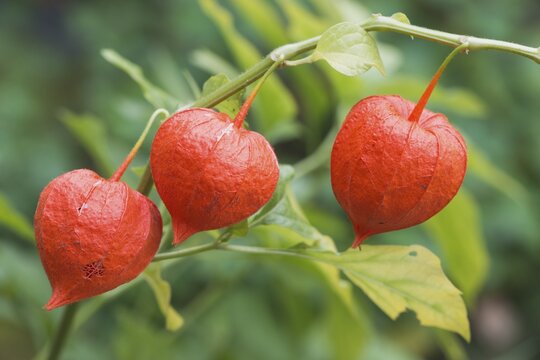 Bladder cherry (Physalis alkekengi), fruit, Emsland, Lower Saxony, Germany