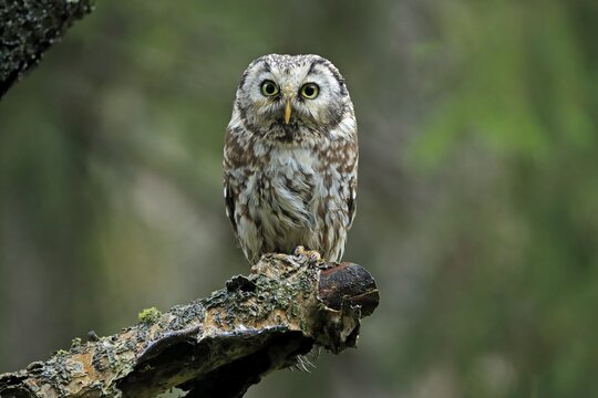 Tengmalm's owl (Aegolius funereus), adult, on tree, alert, Bohemian Forest, Czech Republic