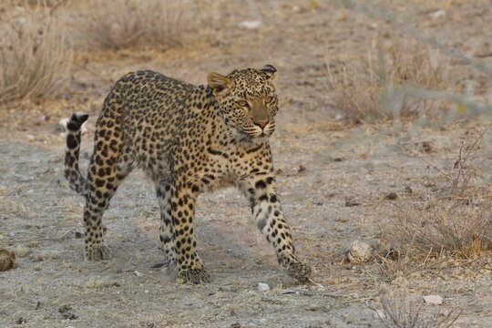 Leopard (Panthera pardus) roams his territory, Etosha National Park, Namibia