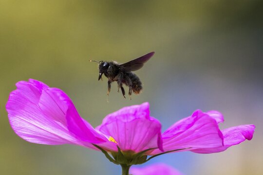 Violet carpenter bee (Xylocopa violacea), approaching Mexican aster (Cosmos bipinnatus), Hesse, Germany