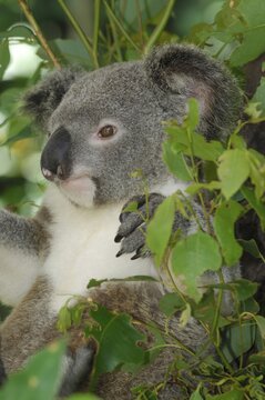 Koala (Phascolarctos cinereus), Australia