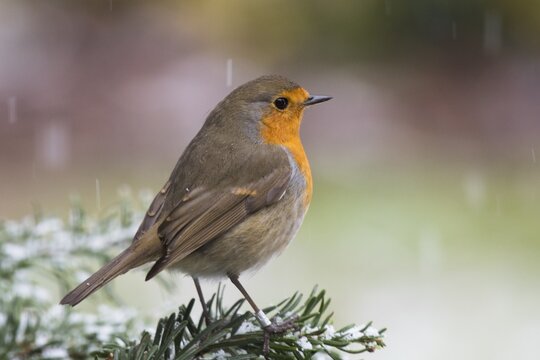 European robin (Erithacus rubecula), sits on fir branch at snowfall, Emsland, Lower Saxony, Germany