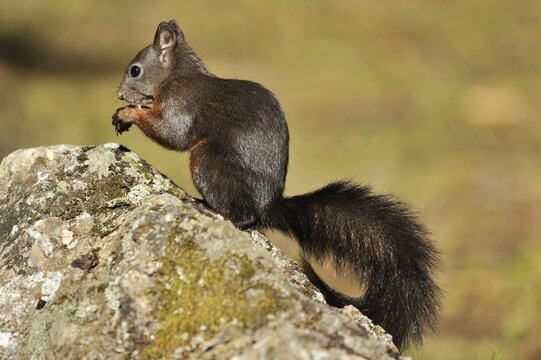 Squirrel (Sciurus vulgaris) eating a nut