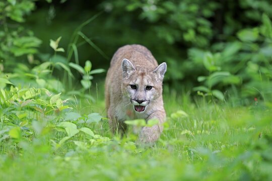 Cougar (Puma concolor), adult, stalking in meadow, Pine County, Minnesota, USA