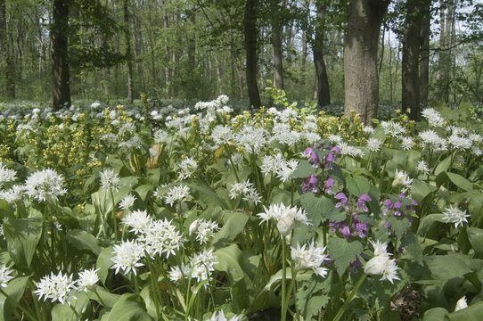 Mass stand of ramsons (Allium ursinum), alluvial forest Leipzig, Saxony, Germany