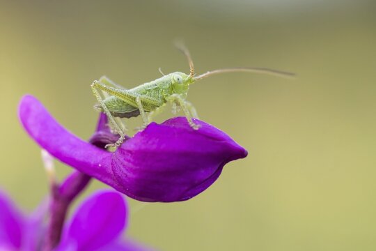 Speckled bush-cricket (Leptophyes punctatissima) on early purple orchid (Orchis mascula), Hesse, Germany
