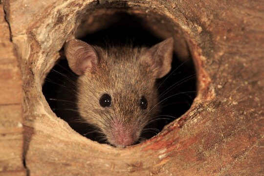 House mouse (Mus musculus), adult, looks out of knothole, watchful, curious, interested, cute, animal portrait, Germany