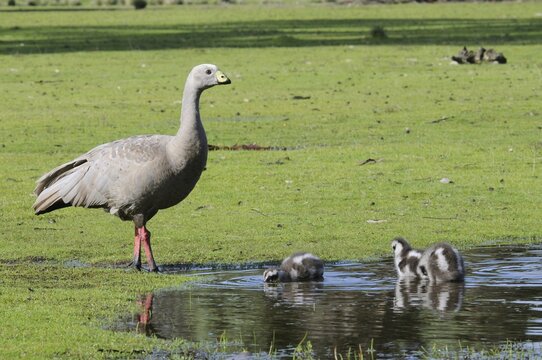 Cape Barren goose (Cereopsis novaehollandiae), Kangaroo Island, Australia