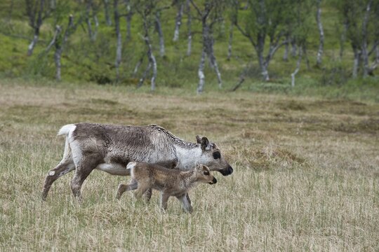 Reindeer (Rangifer tarandus), Kvaloya, Norway