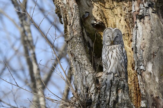Ural owl (Strix uralensis) perched on an old tree trunk, nesting in the old tree, Kawayu Onsen, Kushiro, Hokkaido, Japan