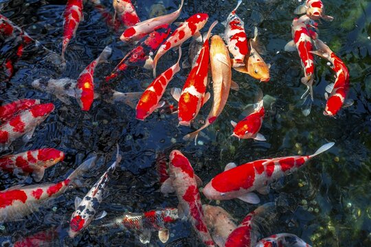 Koi carp in a pond, Buddhist temple complex Senso-ji Temple, Asakusa, Tokyo, Japan