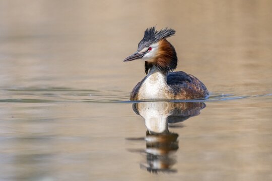 Great crested grebe (Podiceps cristatus), Lake Neuch&acirc;tel, Canton Vaud, Switzerland