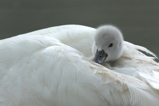 Mute Swan chick ( Cygnus olor) on the back of its mother, Zugersee, Switzerland
