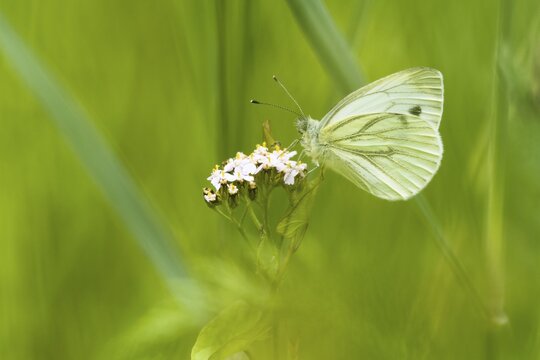 Green-veined white (Pieris napi), Hesse, Germany