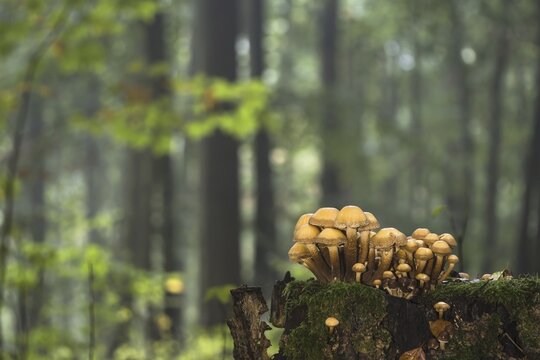 Green-leaved sulfur heads (Hypholoma fasciculare) on deadwood in autumnal forest, Germany