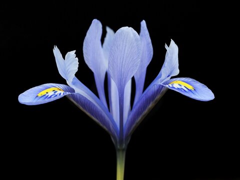 Lily (Lilium)