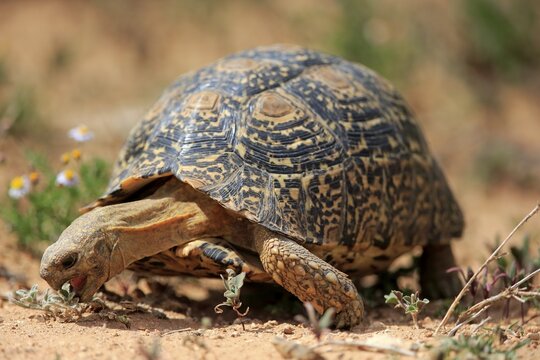 Leopard tortoise (Testudo pardalis), adult, food hunting, eating, Addo Elephant National Park, Eastern Cape, South Africa