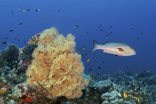 Double spotted snapper (Lutjanus bohar) swimming over coral reef with Melithaea gorgonian (Melithaea sp.), Great Barrier Reef, Coral Sea, Pacific Ocean, Australia