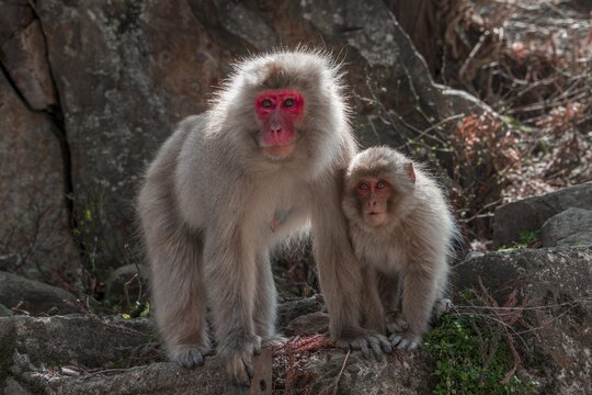 Japanese macaque (Macaca fuscata), mother with young animal looking at rocks curious, Yamanochi, prefecture Nagano, island Honshu, Japan